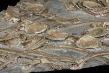 Plate of Fossil Ichthyosaur Vertebrae, Teeth & Ribs - Germany #167806-4